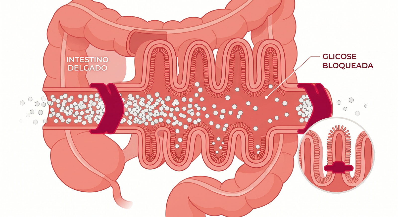 Reduz absorção de glicose — Intestino